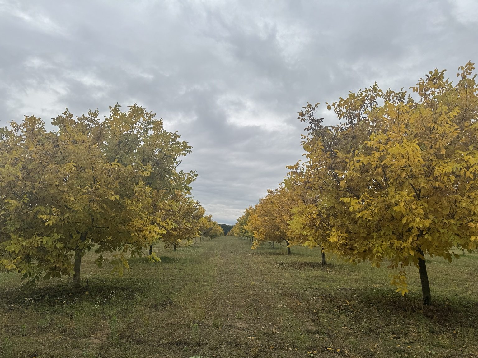 Nogales en otoño