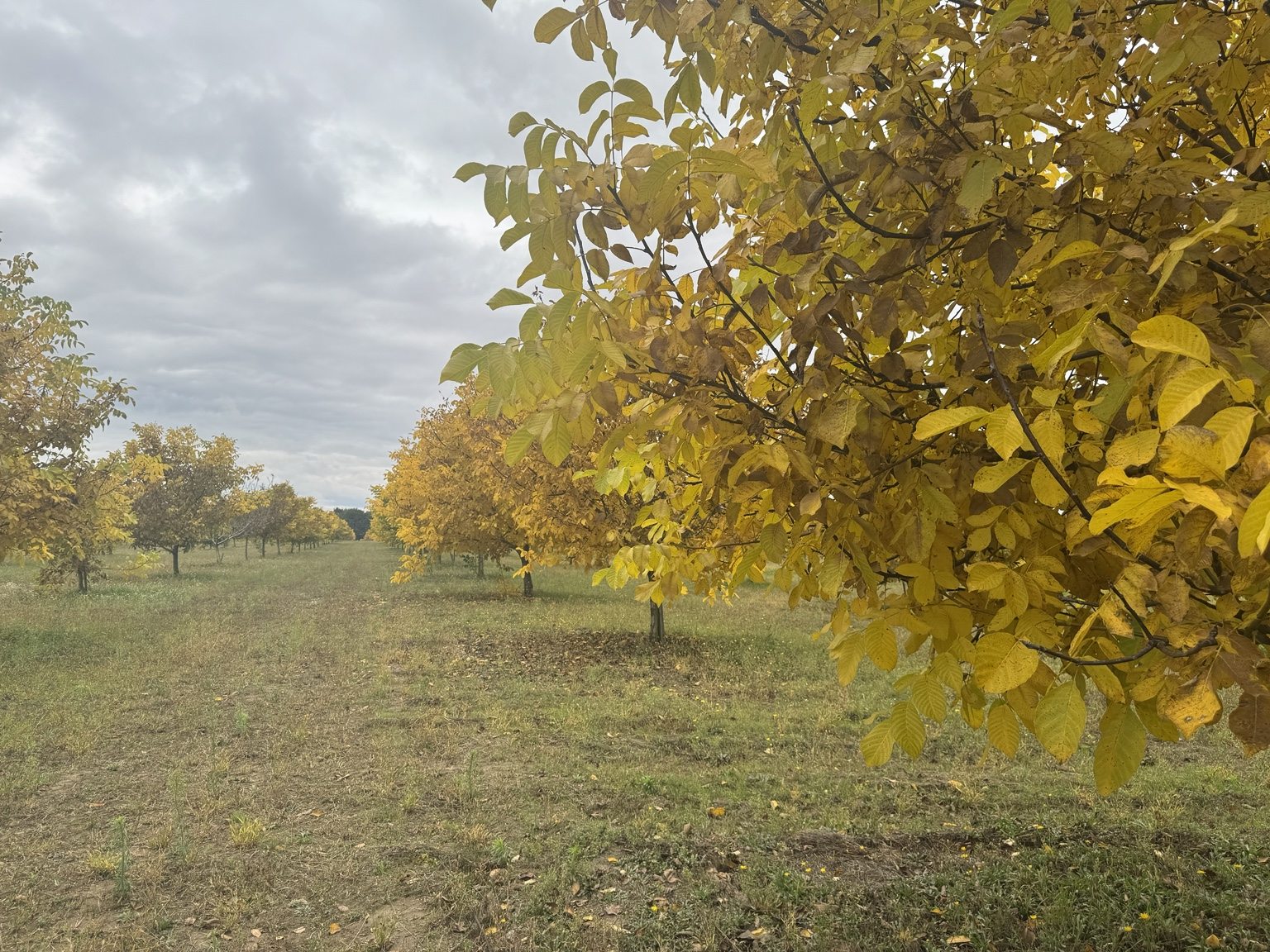 Filas de nogales en otoño